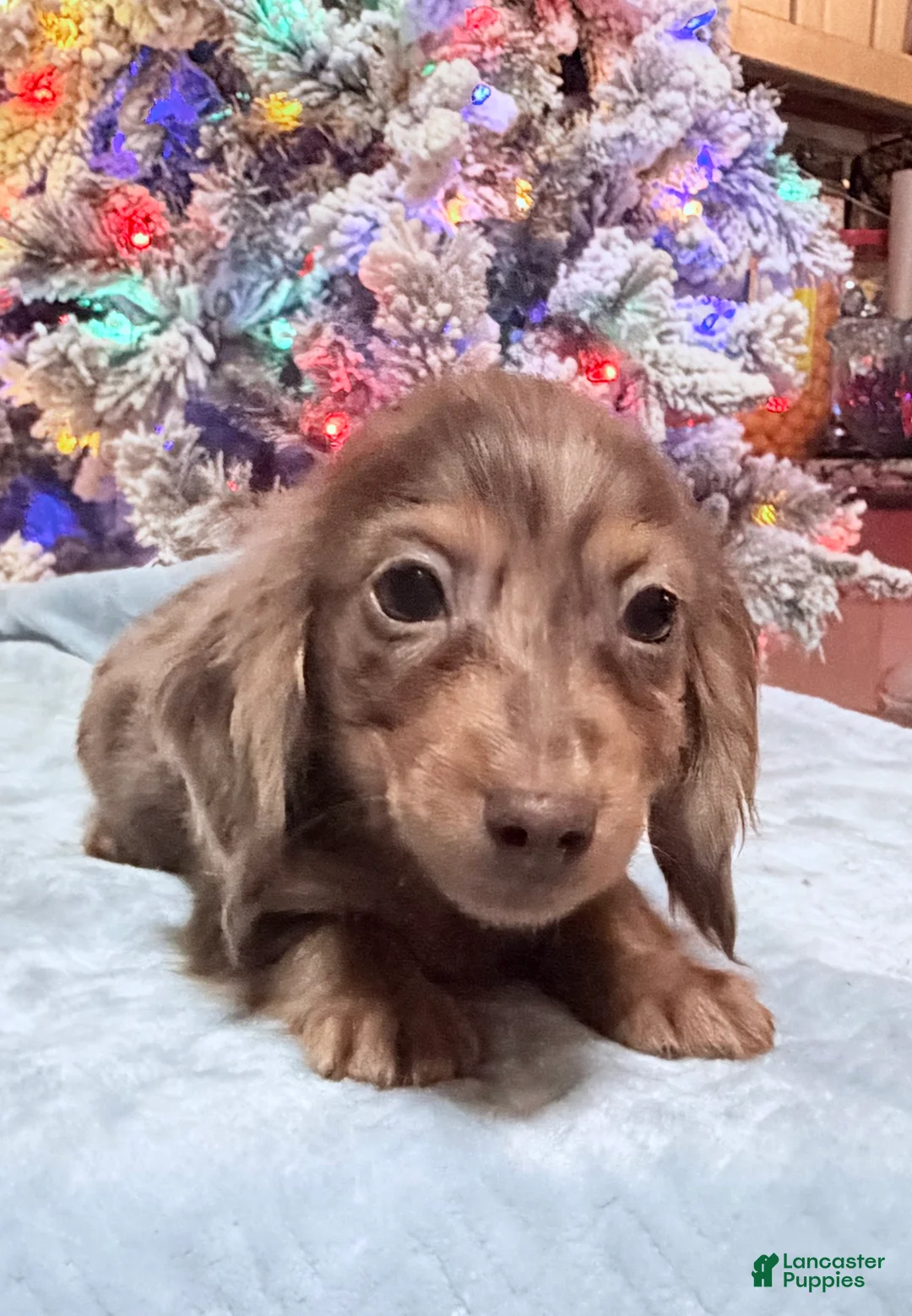 Miniature Dachshund dogs for sale: AKC Russian pra clear - Ad 98