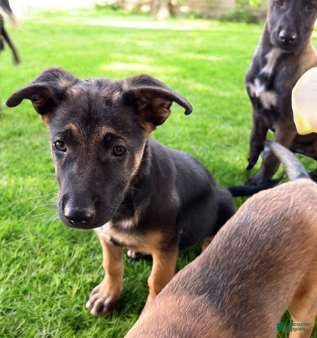German Shepherd dogs German Shepherd Puppy 6 - Ad 18