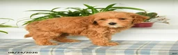Mini Goldendoodle dogs for sale: Trixy - Ad 4