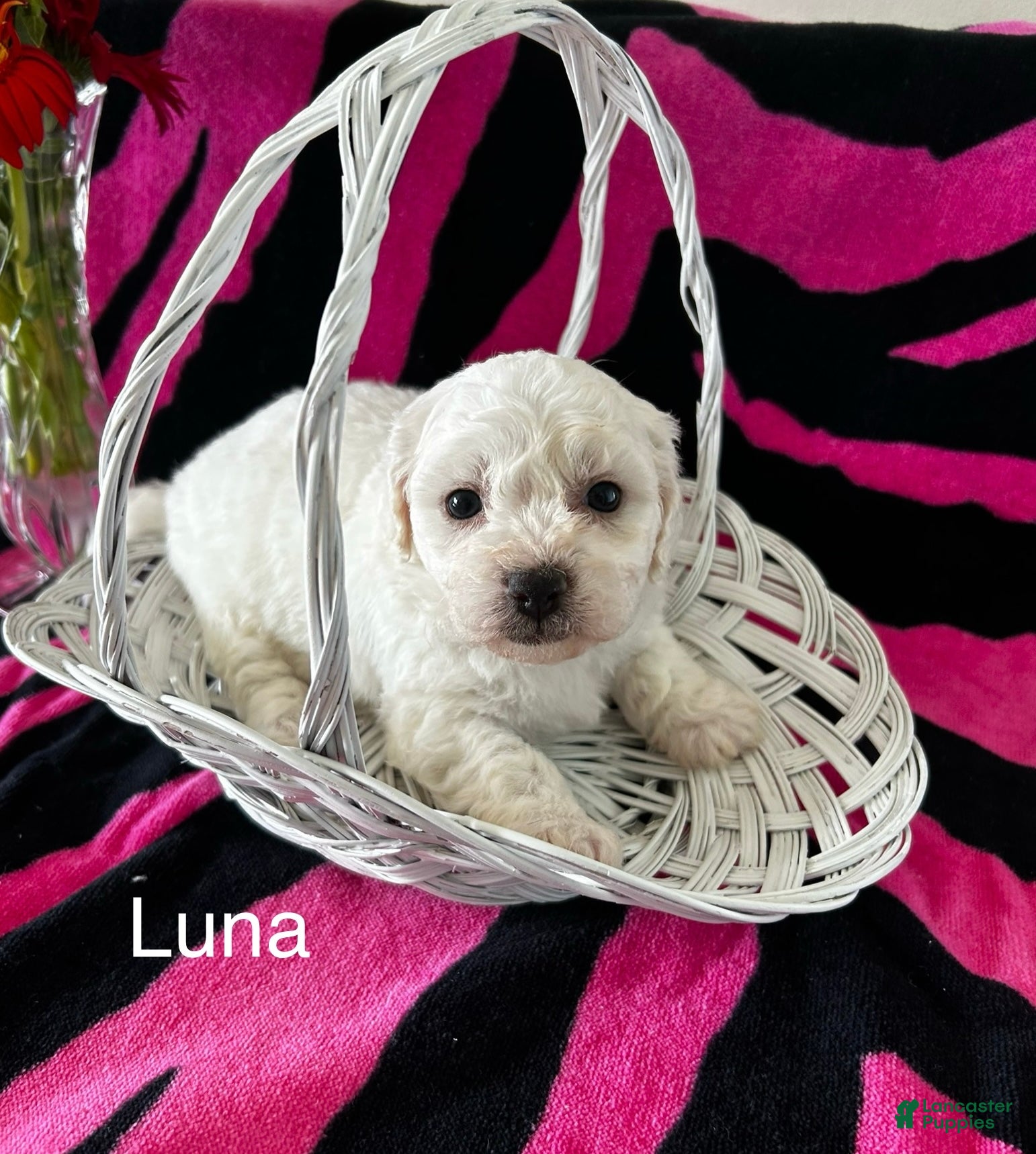 Bichon Frise dogs Bichon Frise Puppy 1 - Ad 9