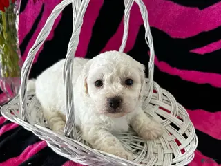 Bichon Frise dogs Bichon Frise Puppy 1 - Ad 9