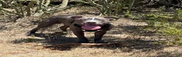 American Pit Bull Terrier dogs for sale: Coco - Ad 3