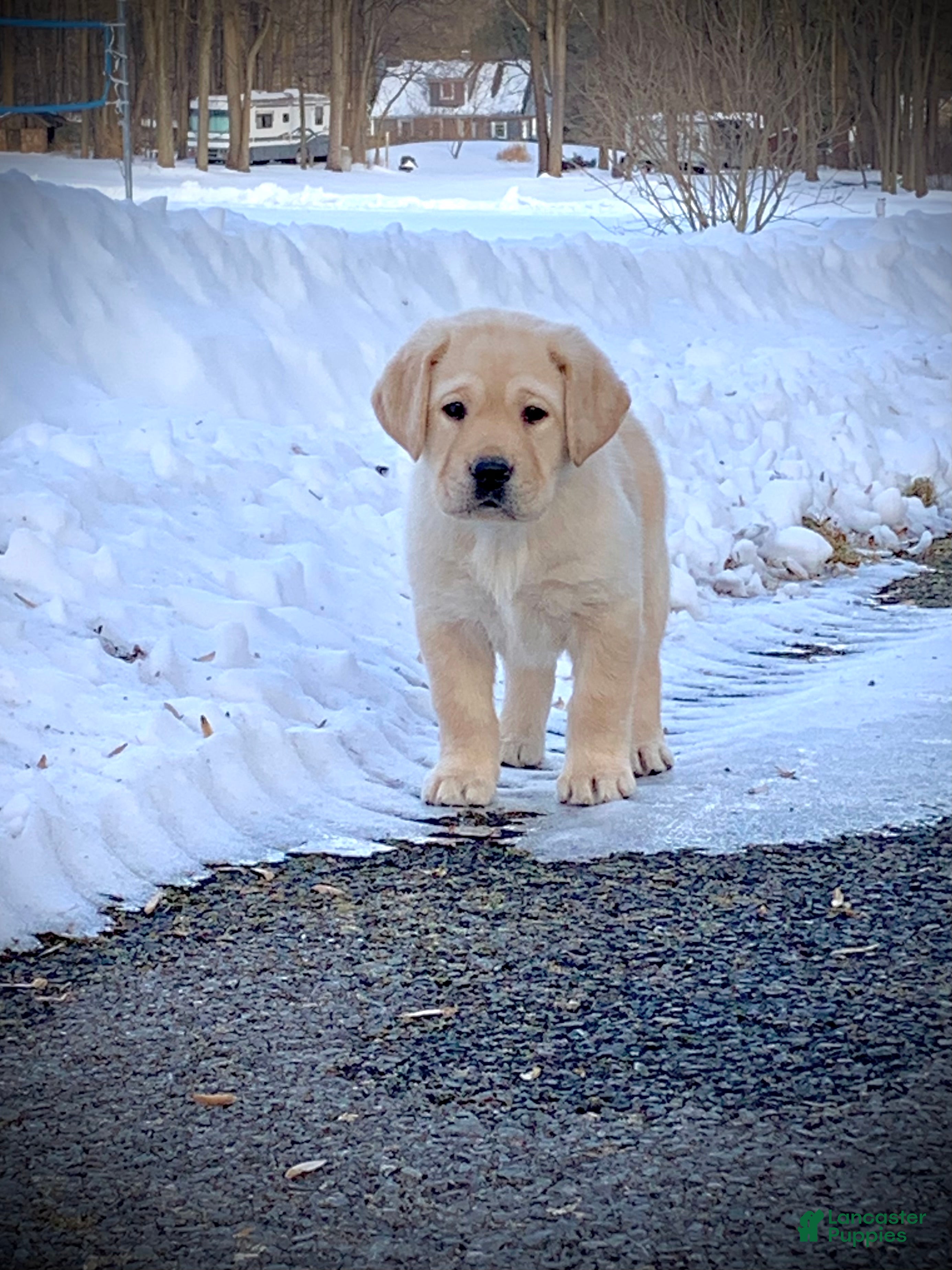 Labrador Retriever dogs Romeo - Ad 29