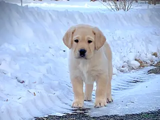 Labrador Retriever dogs Romeo - Ad 1