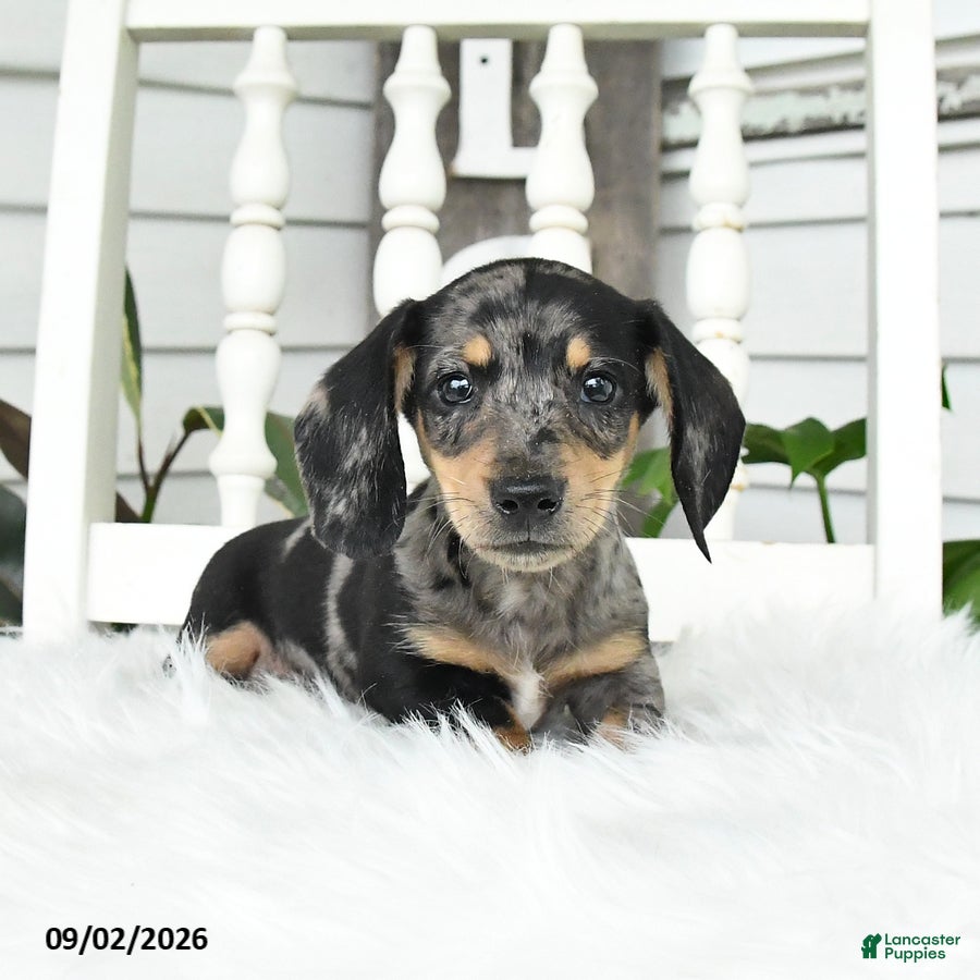 Dachshund dogs Tiger - Ad 2