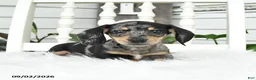 Dachshund dogs for sale: Tiger - Ad 2