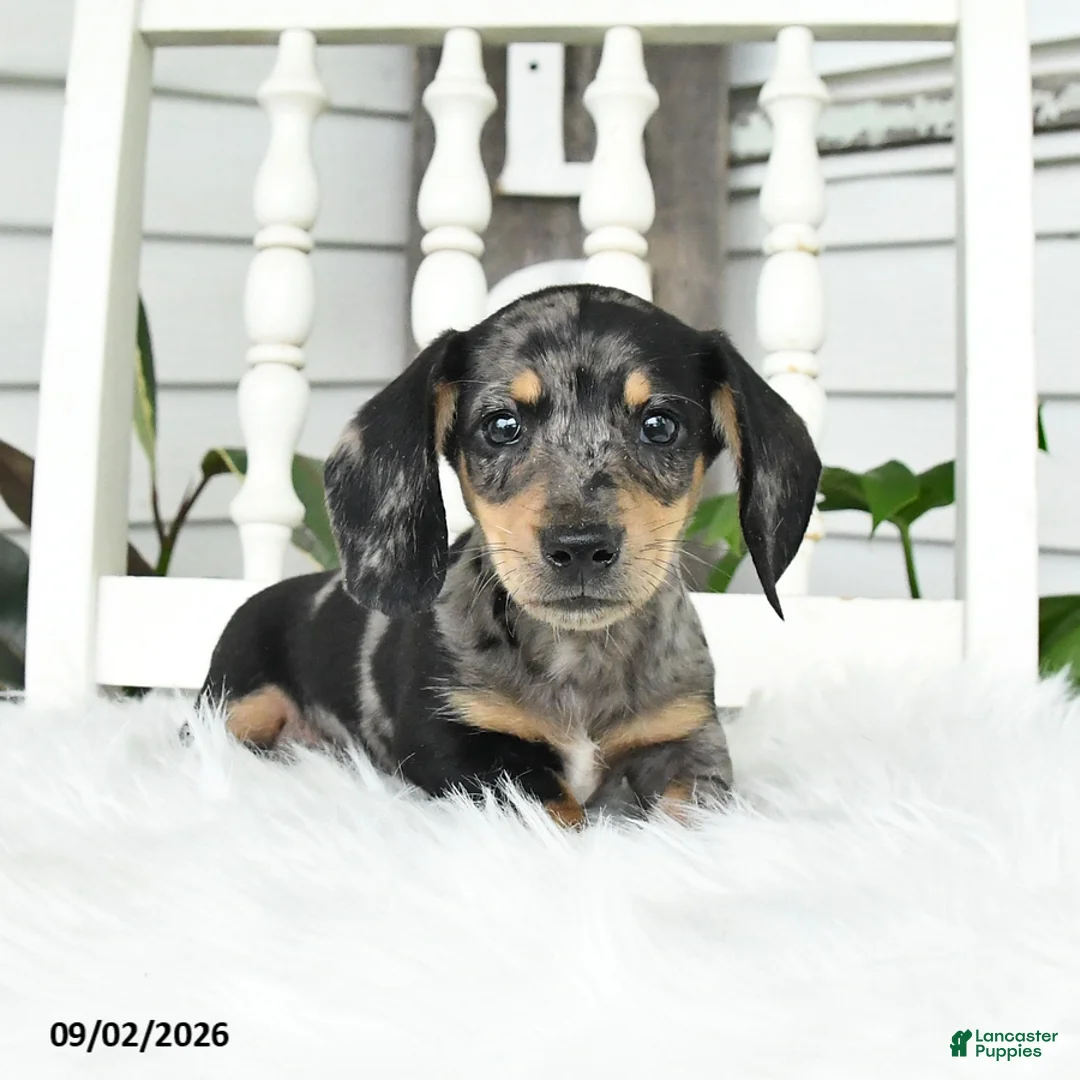 Dachshund dogs for sale: Tiger - Ad 2