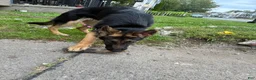 German Shepherd dogs for sale: German Shepherd 1 - Ad 2