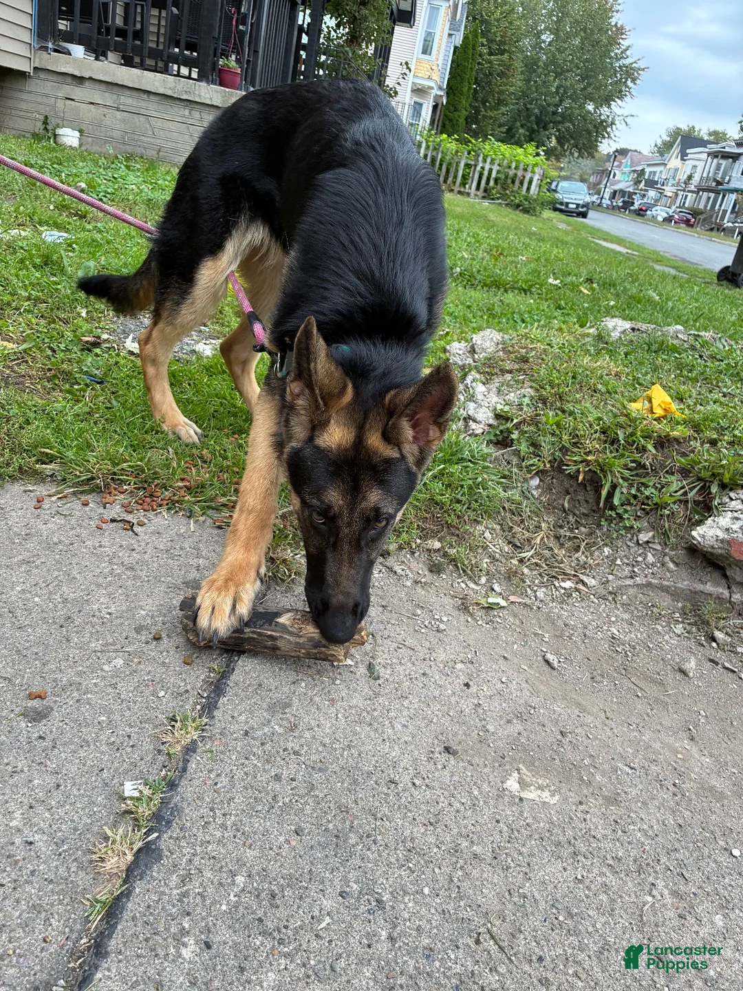 German Shepherd dogs for sale: German Shepherd 1 - Ad 2