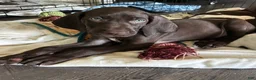 German Shorthaired Pointer dogs for sale: Honor - Ad 4