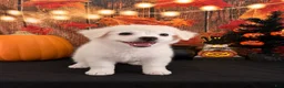 Chipoo dogs for sale: Chipoo 1 - Ad 2