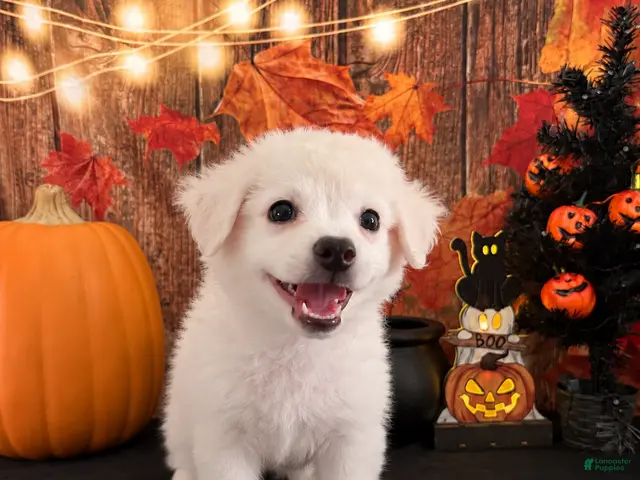 Chipoo dogs for sale: Chipoo 1 - Ad 2