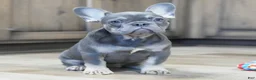 French Bulldog dogs for sale: Heather - Ad 3