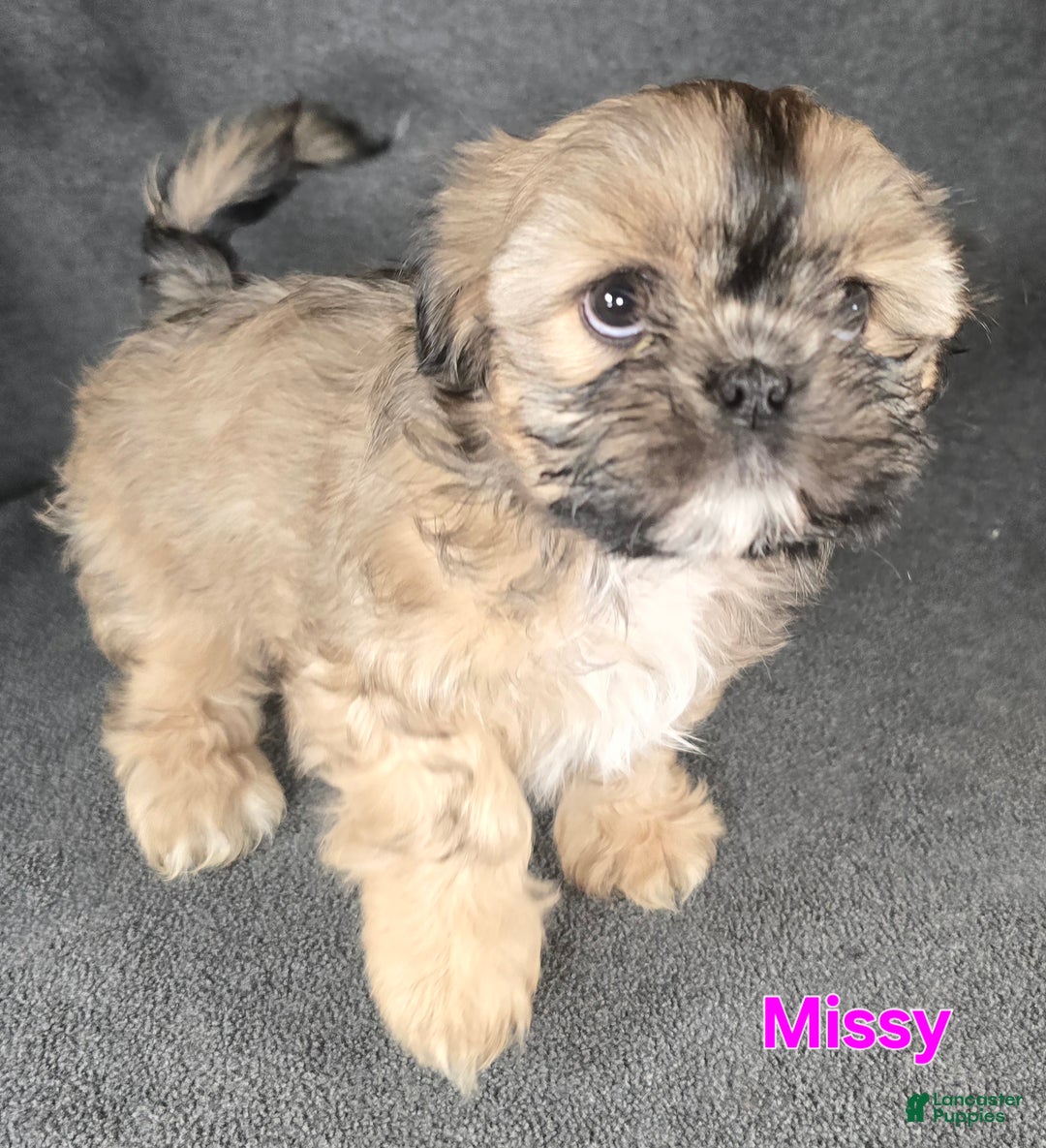Shih Tzu dogs for sale: Missy - Ad 2