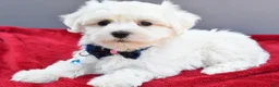 Maltese dogs for sale: Domino - Ad 8