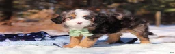 Mini Bernedoodle dogs for sale: Enzo - Ad 4