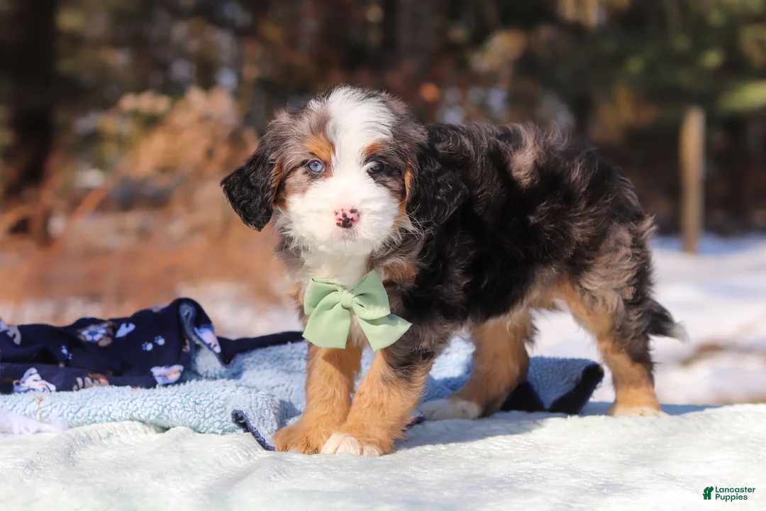 Mini Bernedoodle dogs for sale: Enzo - Ad 4