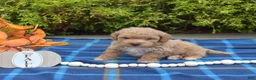 Bichpoo dogs for sale: Pumpkin Patch - Ad 4