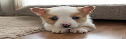 American Corgi dogs for sale: Bandit - Ad 1