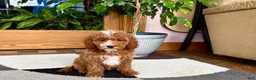 Cavapoo dogs for sale: Cavapoo male 2 - Ad 8