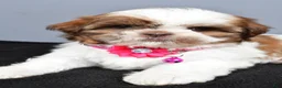 Shih Tzu dogs for sale: Hope - Ad 4