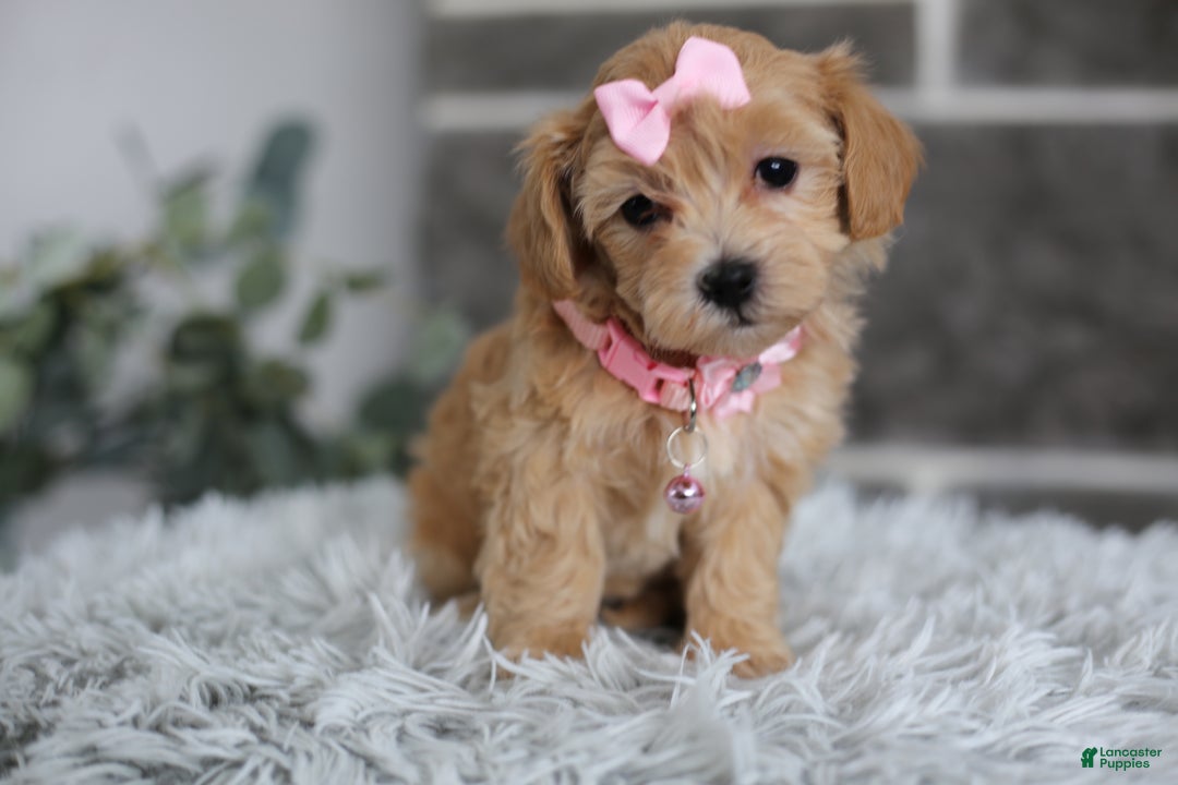 Maltipoo dogs for sale: Joy  - Ad 12