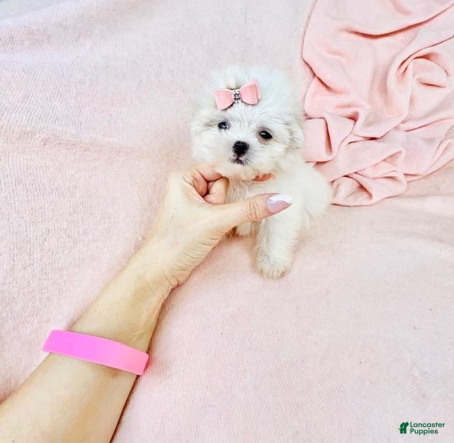 Maltese dogs for sale: Maltese Puppy 1 - Ad 2