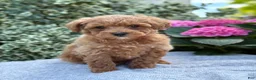 Toy Poodle dogs for sale: Patsy - Ad 16
