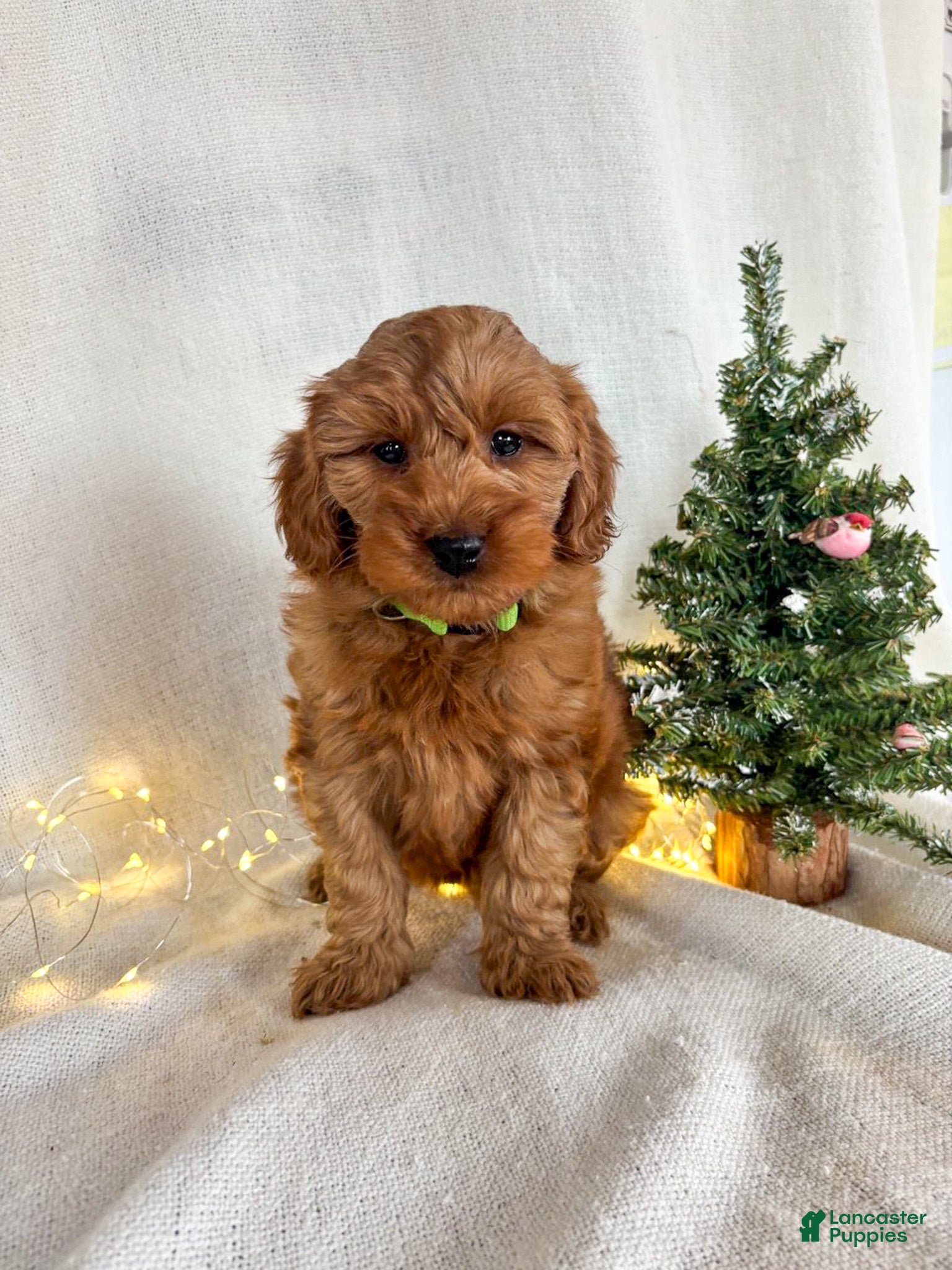Goldendoodle dogs Luna - Ad 7