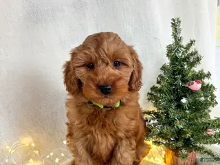 Goldendoodle dogs Luna - Ad 2