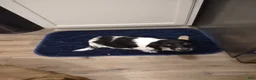 Miniature Dachshund dogs for sale: Miniature Dachshund 3 - Ad 2