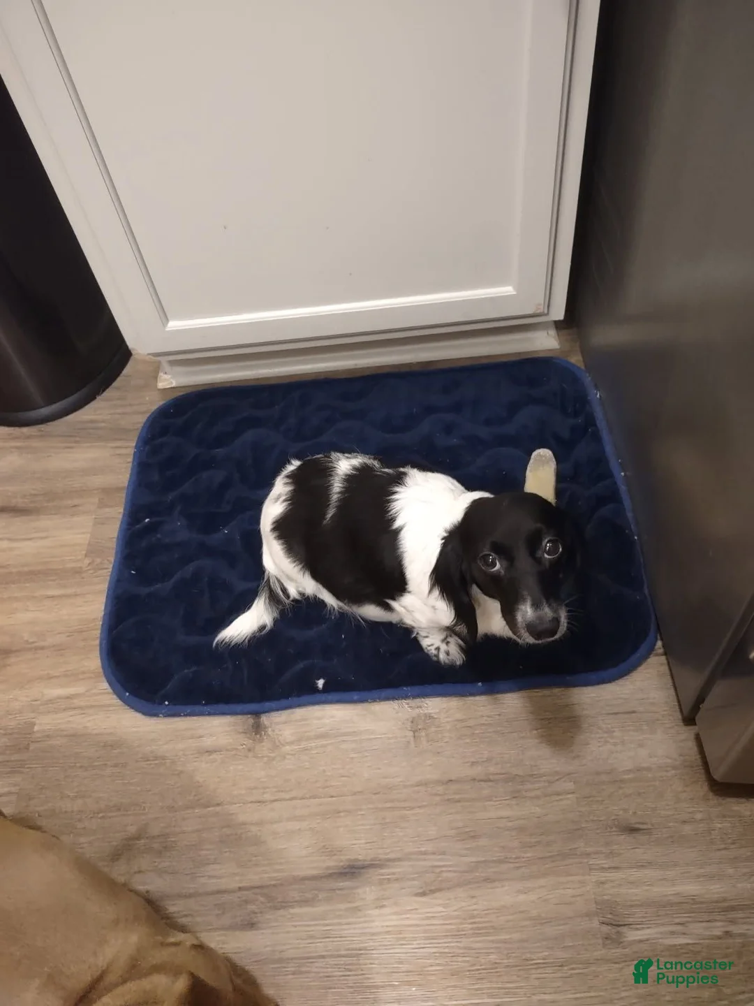 Miniature Dachshund dogs for sale: Miniature Dachshund 3 - Ad 2