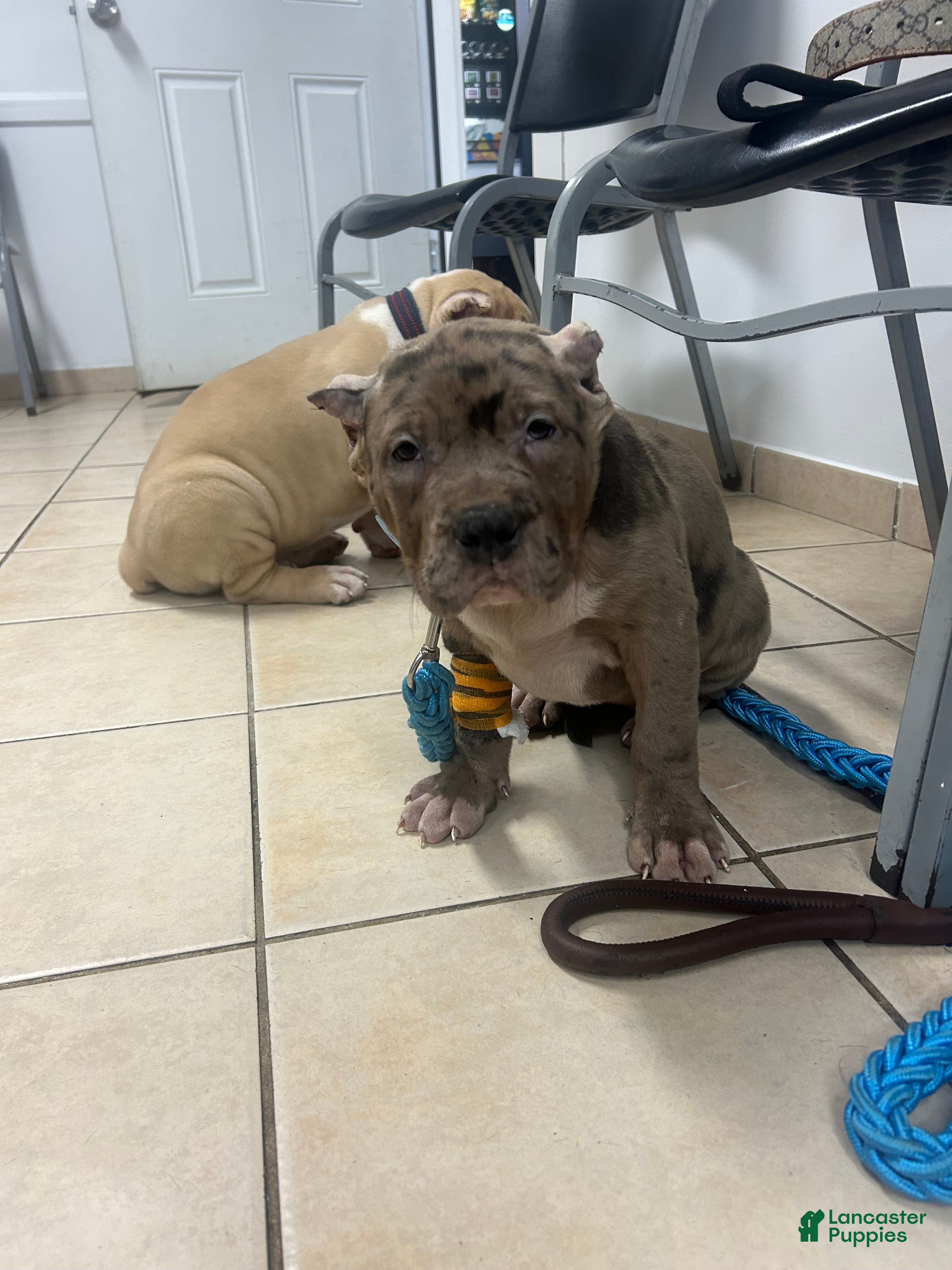 American Bully dogs American Bully Puppy 3 - Ad 1