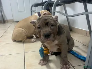 American Bully dogs for sale: American Bully Puppy 3 - Ad 1