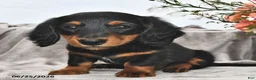 Miniature Dachshund dogs for sale: Remmie - Ad 4
