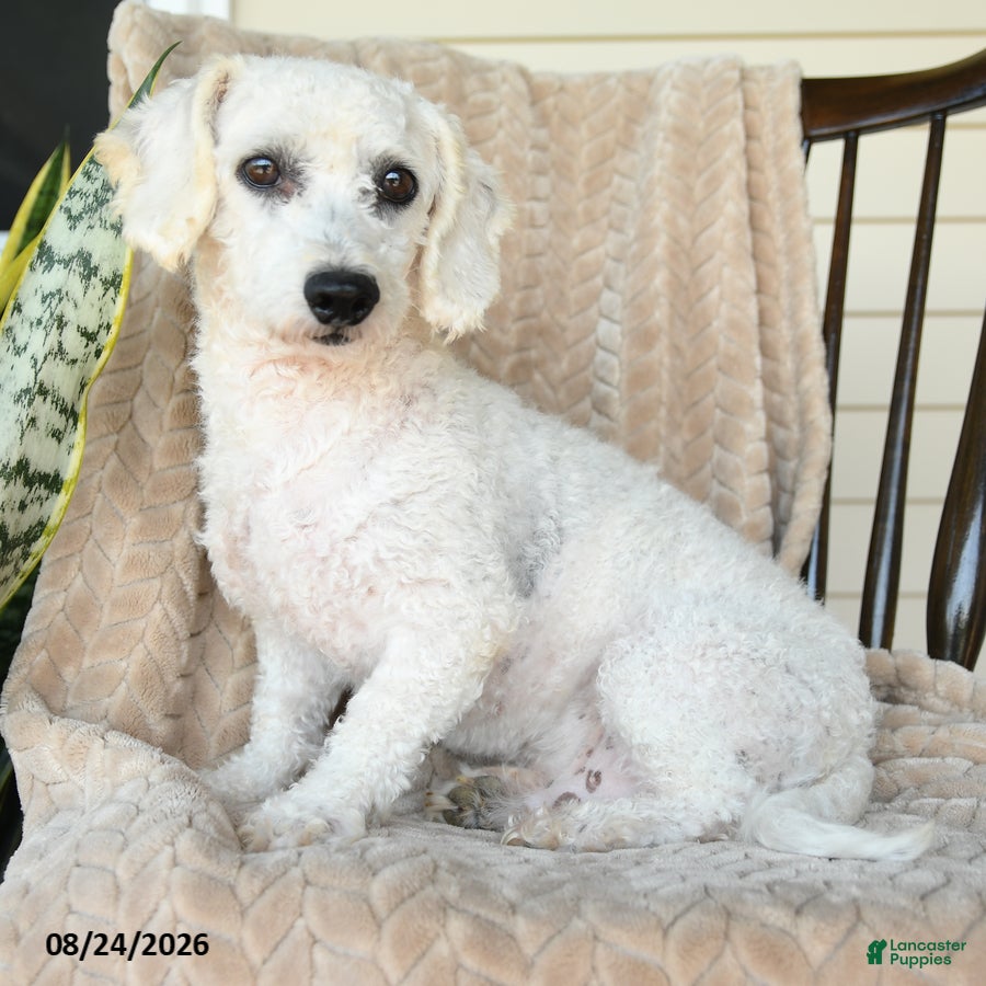 Bichon Frise dogs Frisky - Ad 1