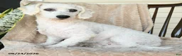 Bichon Frise dogs for sale: Frisky - Ad 1