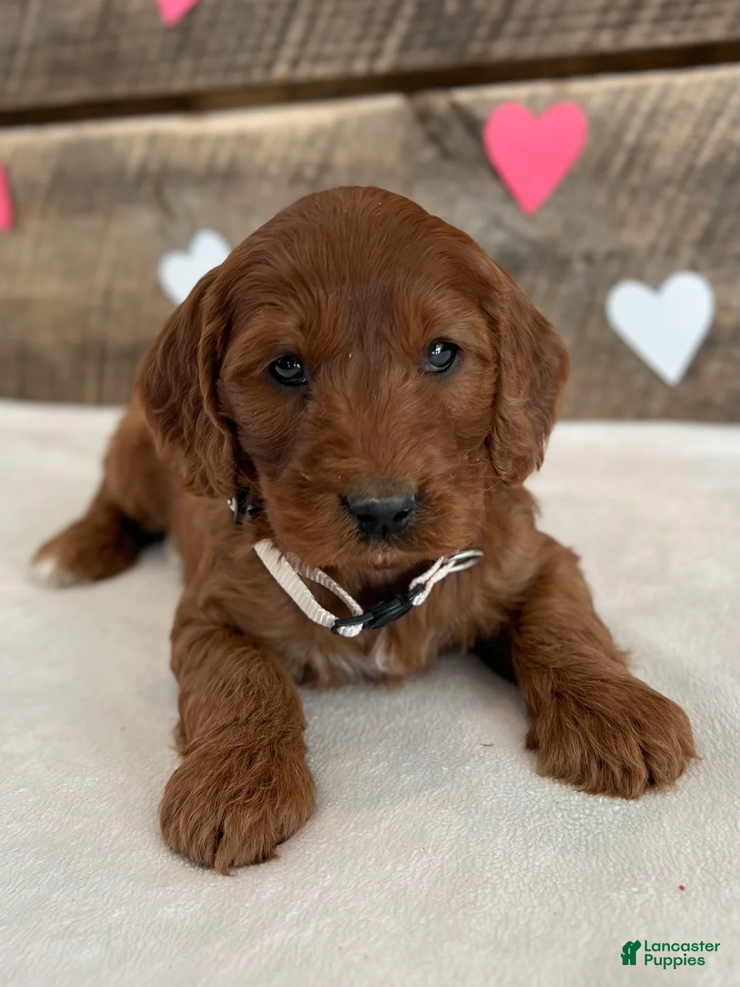 Irish Doodle dogs for sale: Sage - Ad 4