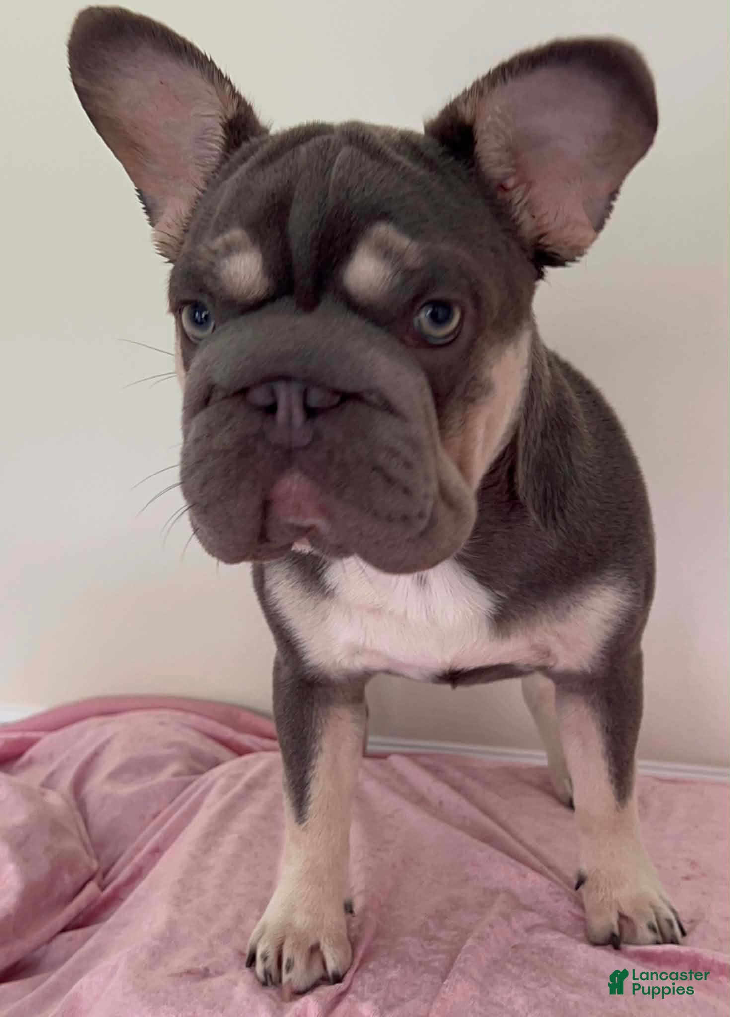 French Bulldog dogs French Bulldog Puppy Elsa Lilac Tan Big Rope Blue eyes 6 panel clear - Ad 18