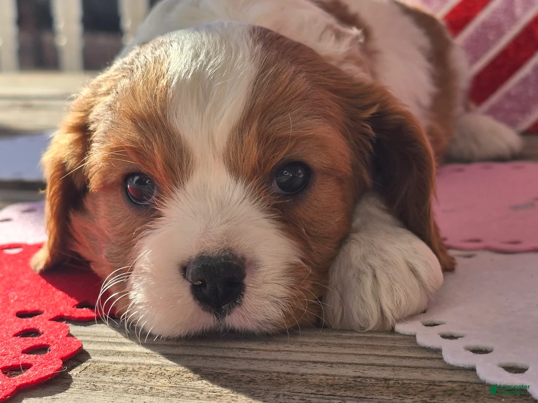 Cavalier King Charles Spaniel dogs for sale: Dillon - Ad 9