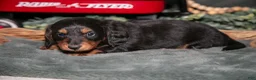 Miniature Dachshund dogs for sale: Phoenix - Ad 3