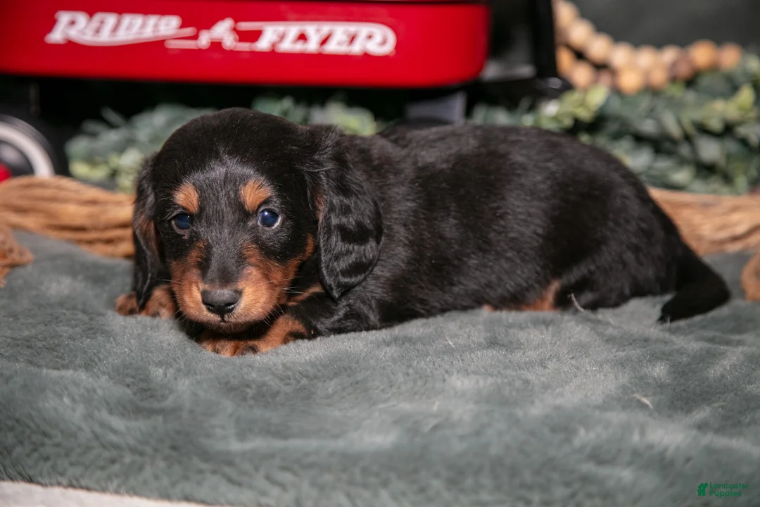Miniature Dachshund dogs for sale: Phoenix - Ad 3