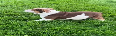 Bo
