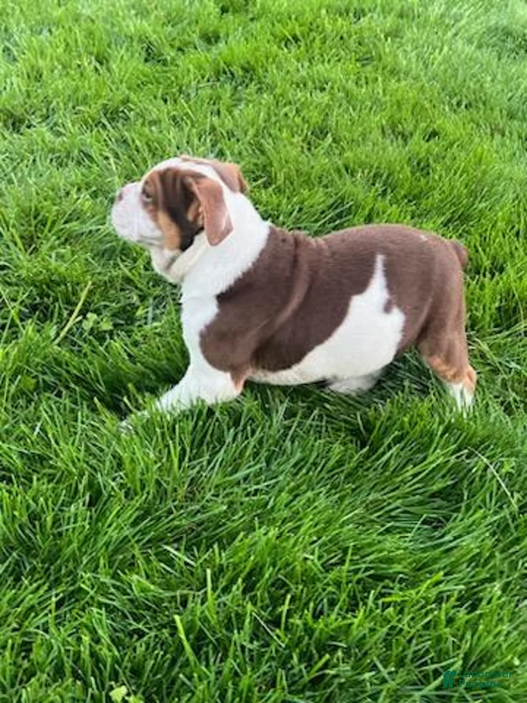 Beabull dogs for sale: Bo - Ad 1