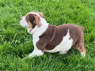 Beabull dogs for sale: Bo - Ad 2
