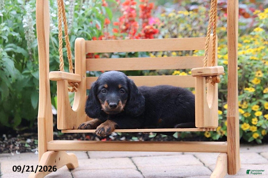Miniature Dachshund dogs Cocoa - Ad 2