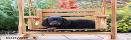 Miniature Dachshund dogs for sale: Cocoa - Ad 2