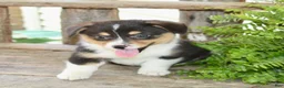 Mixed Breed dogs for sale: Lulu - Ad 4