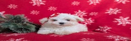 Maltese dogs for sale: Brea 7 lbs Full Grown - Ad 6