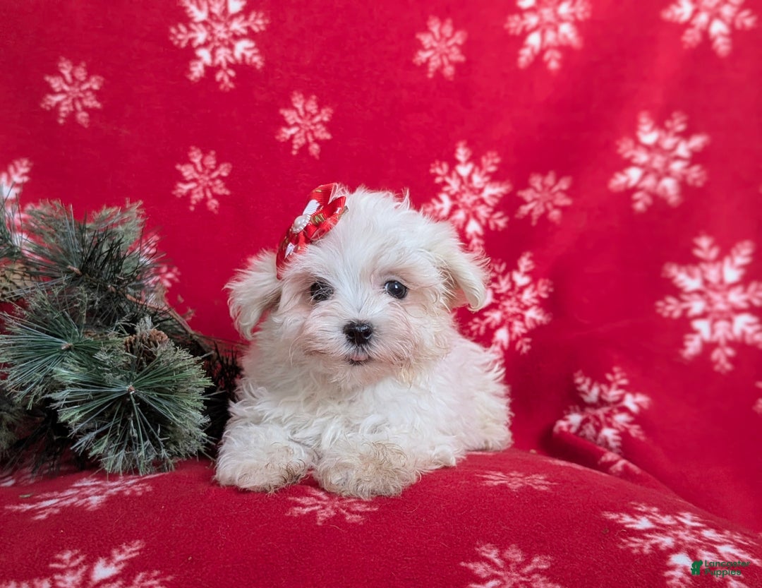 Maltese dogs for sale: Brea 7 lbs Full Grown - Ad 6